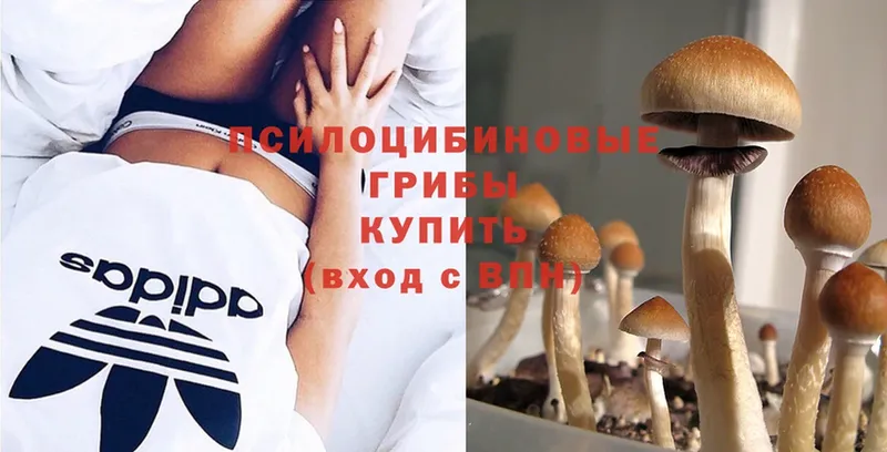 Псилоцибиновые грибы Magic Shrooms  Горно-Алтайск 